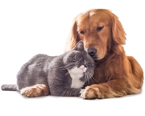 DOUXO® S3 PYO Shampoo